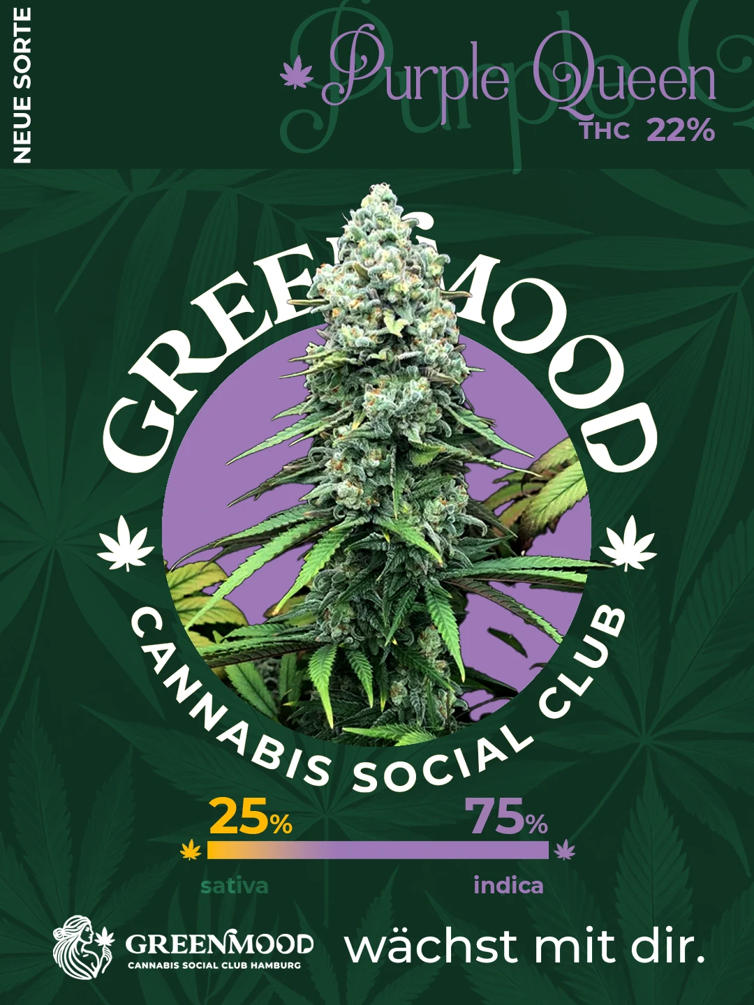 Purple Queen - wieder im Sortiment