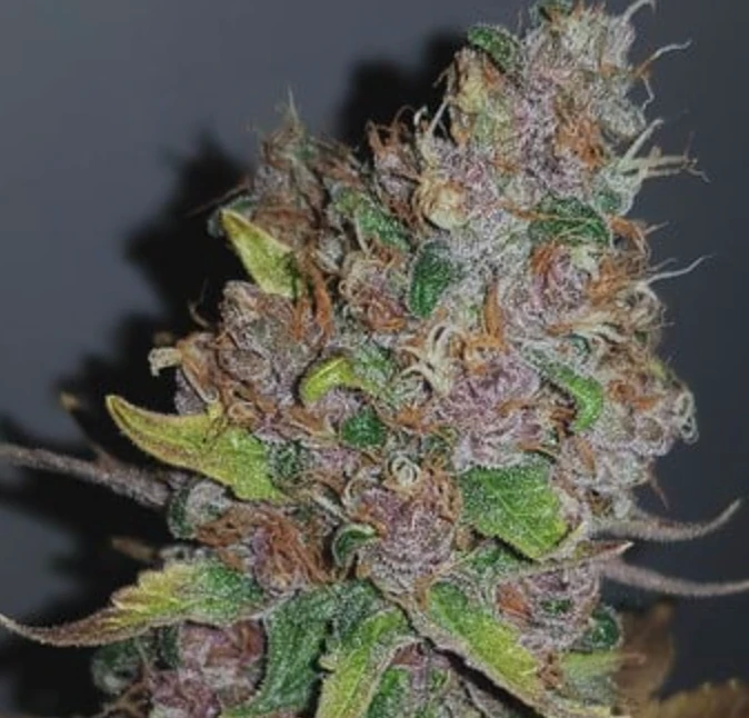 Purple Queen