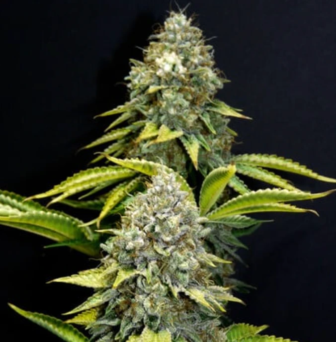 O.G. Kush