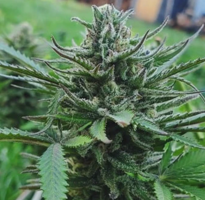 Sour Diesel