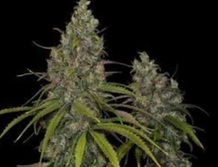 Chocolate Haze