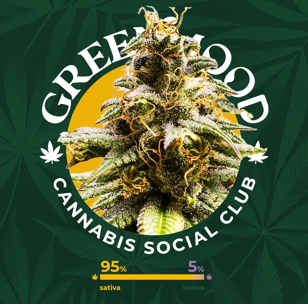 Chocolate Haze - wieder im Sortiment