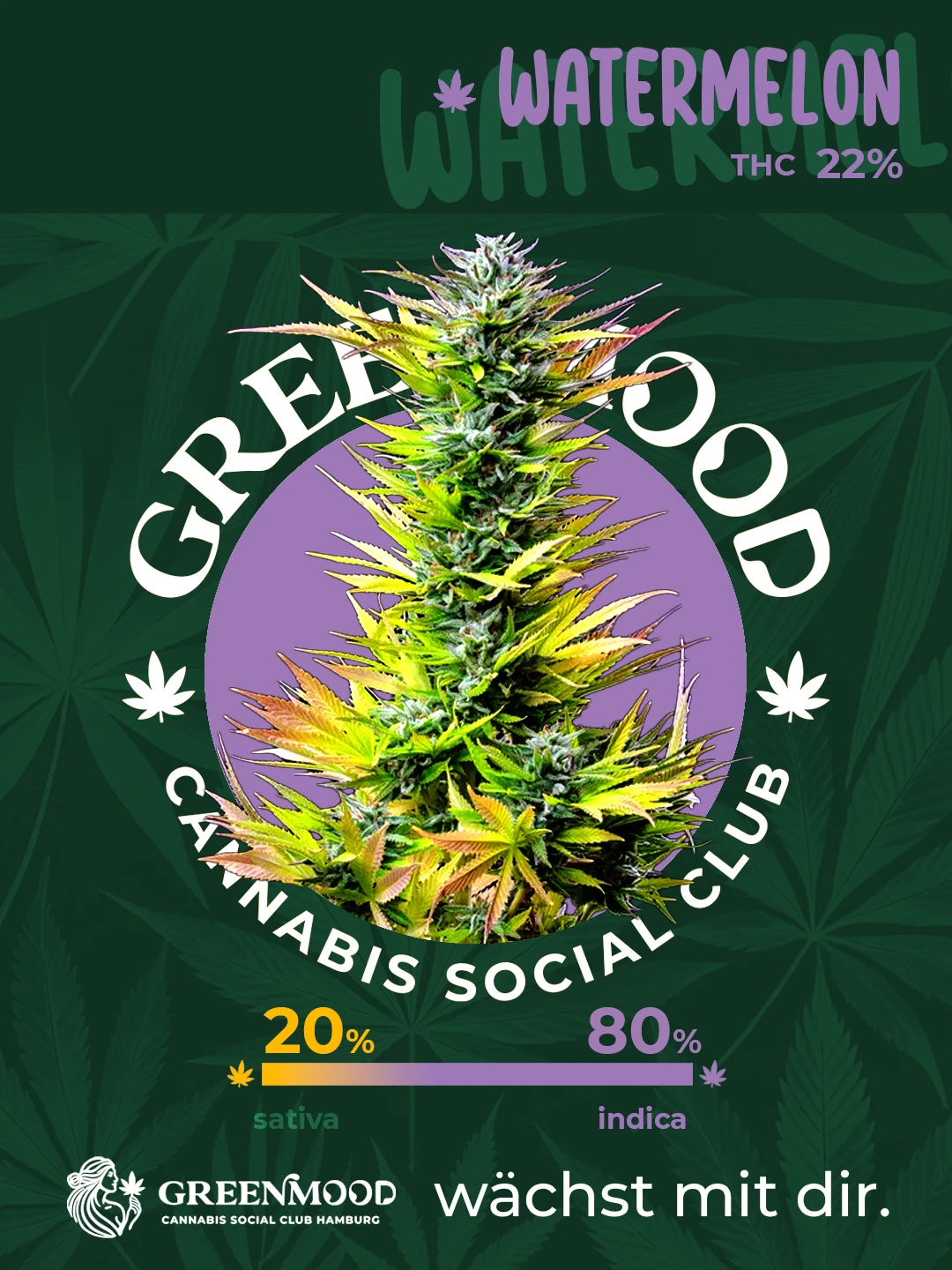 Watermelon - bald verfügbar