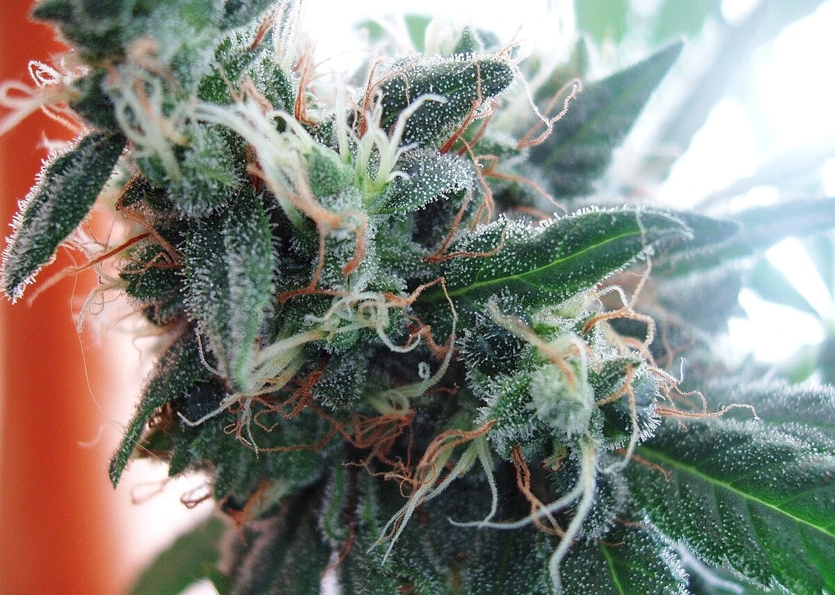 White Widow