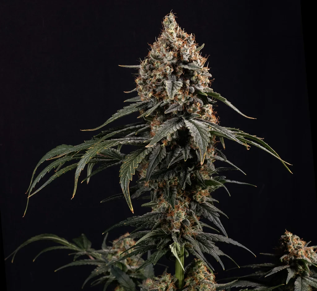 Amnesia Core Cut
