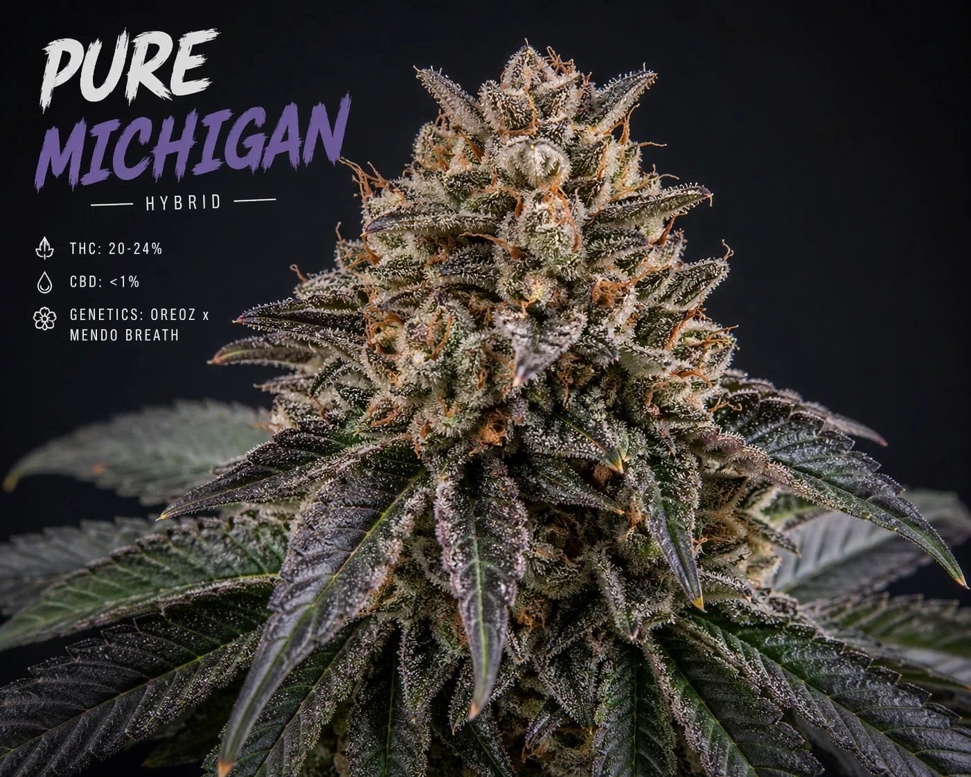 Pure Michigan