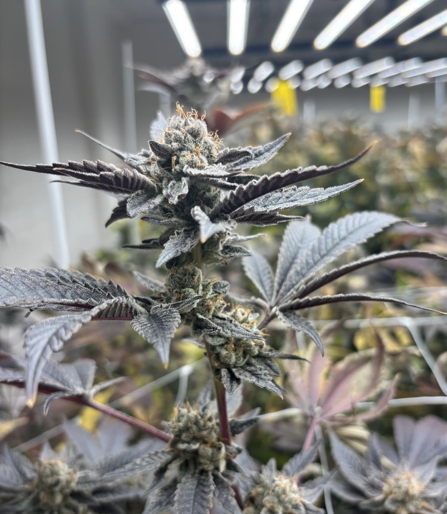 Double Rainbow Sherb