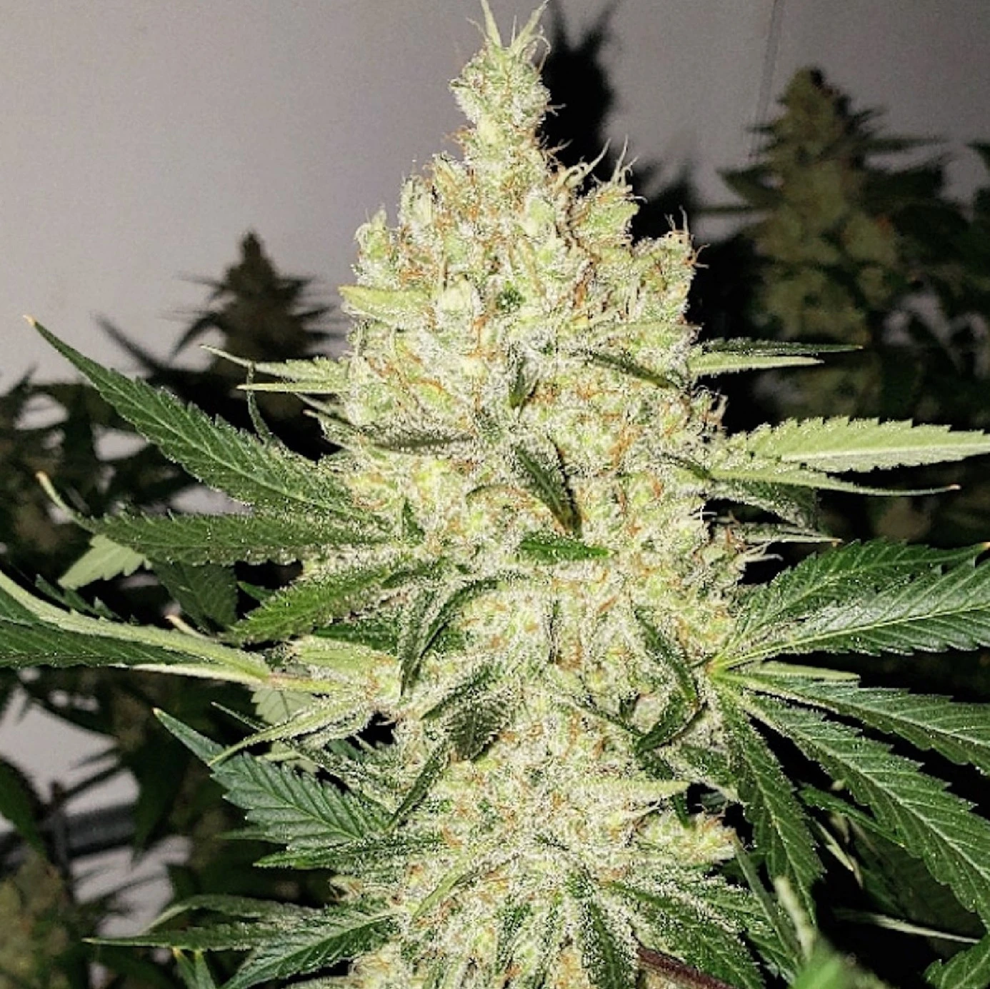 Super Lemon Haze