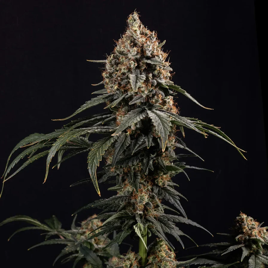Amnesia Haze