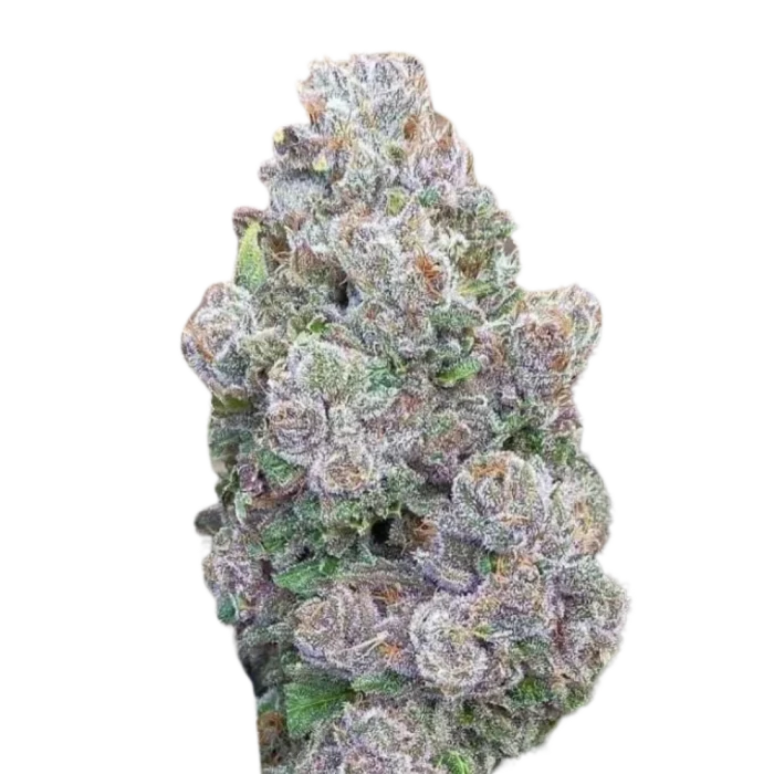 Mimosa Gusher Limited Edition