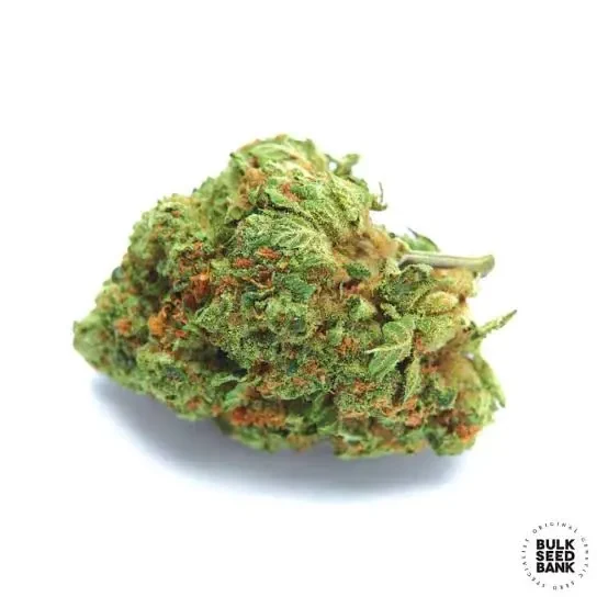 Orange Bud