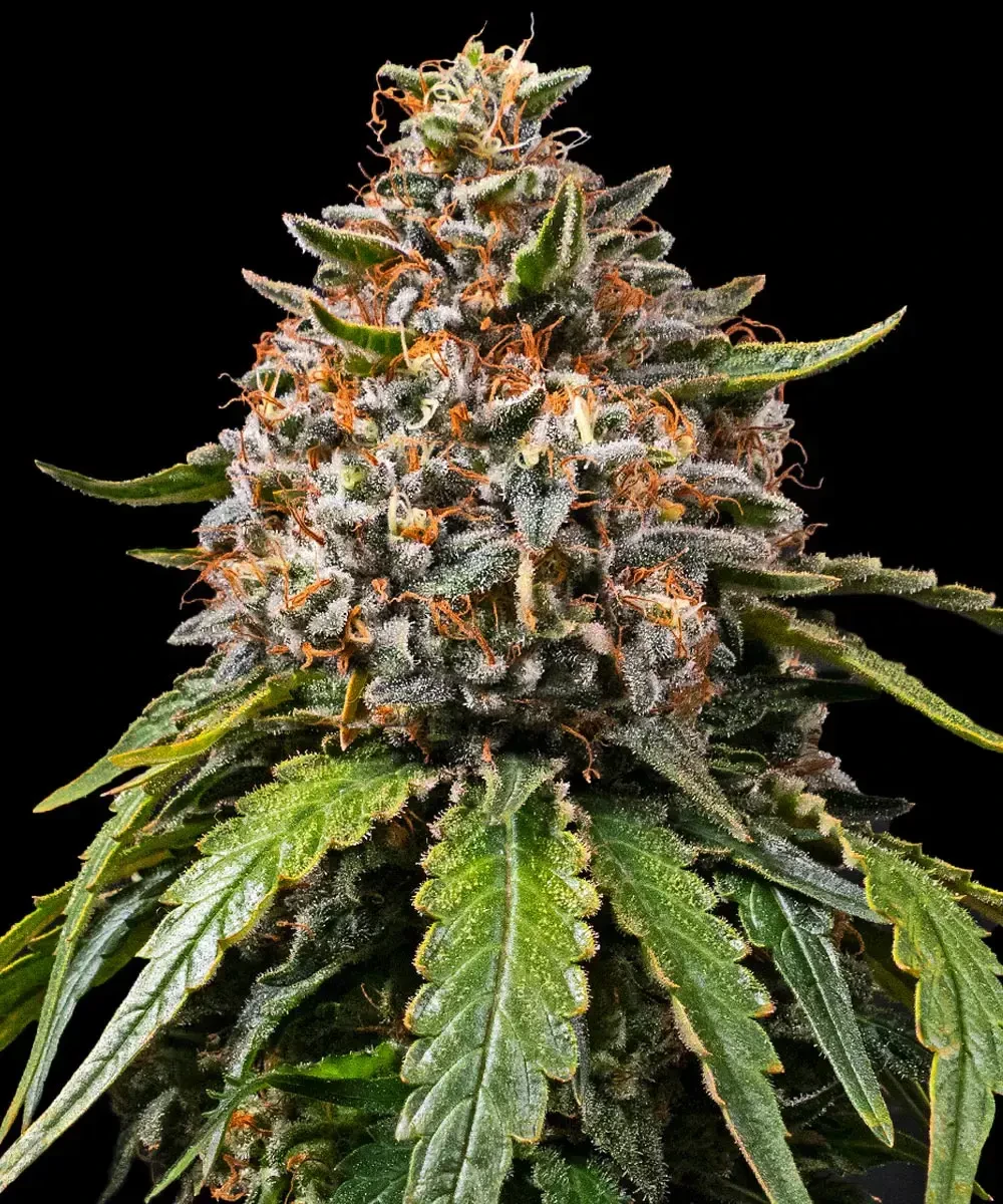 'White Widdow XXL
