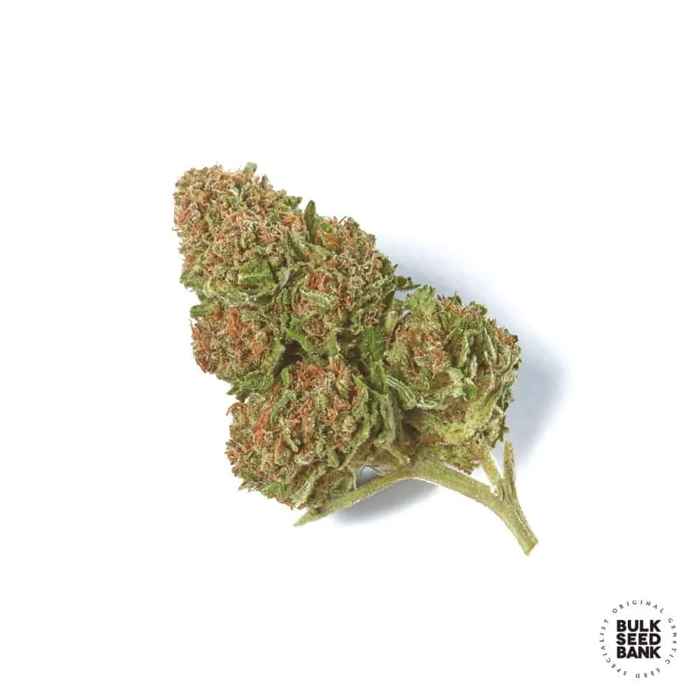 Skunk #1