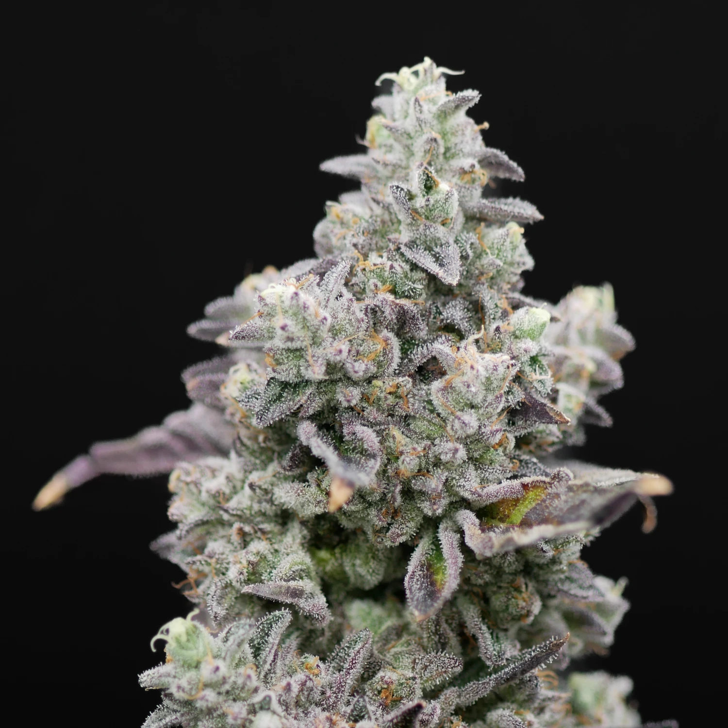 Bananaconda #4