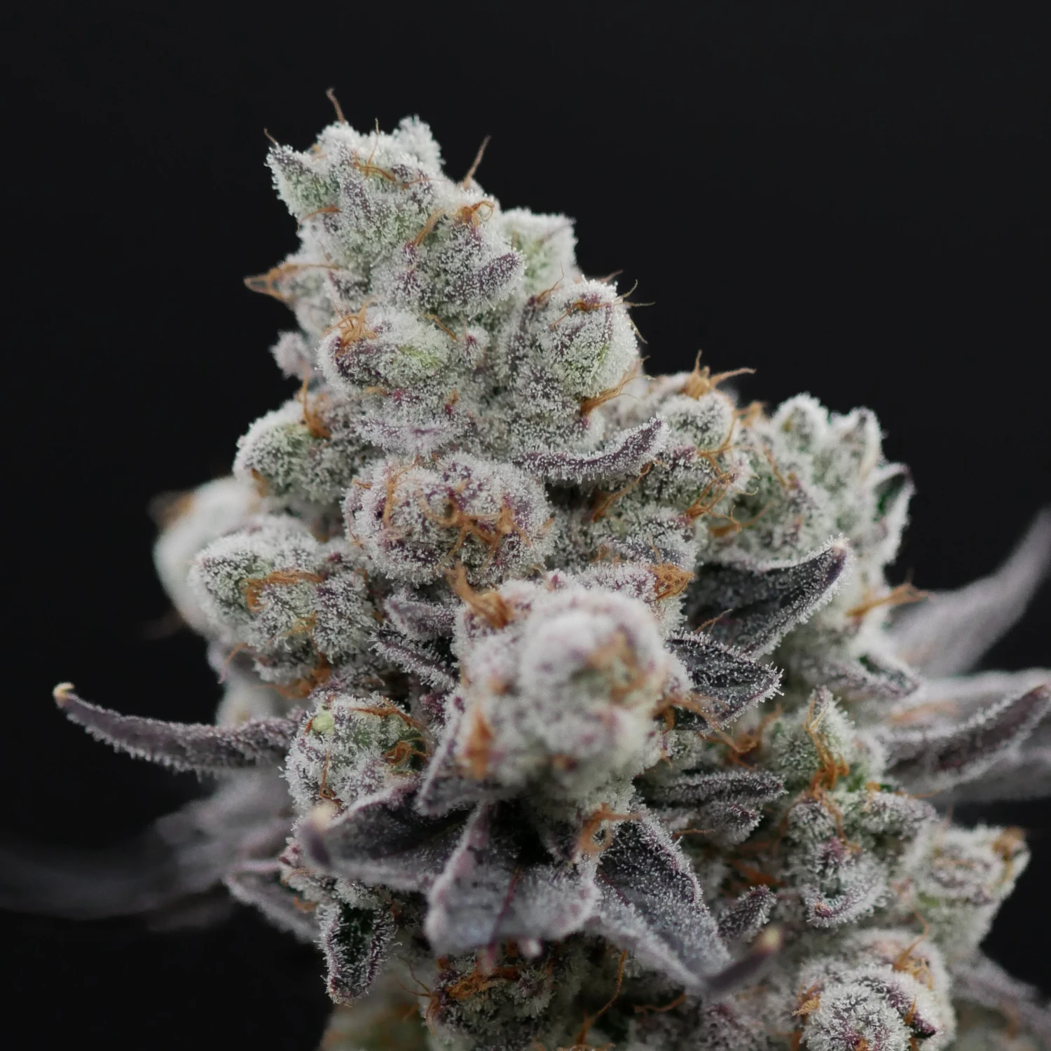 Permanent Chimera #35