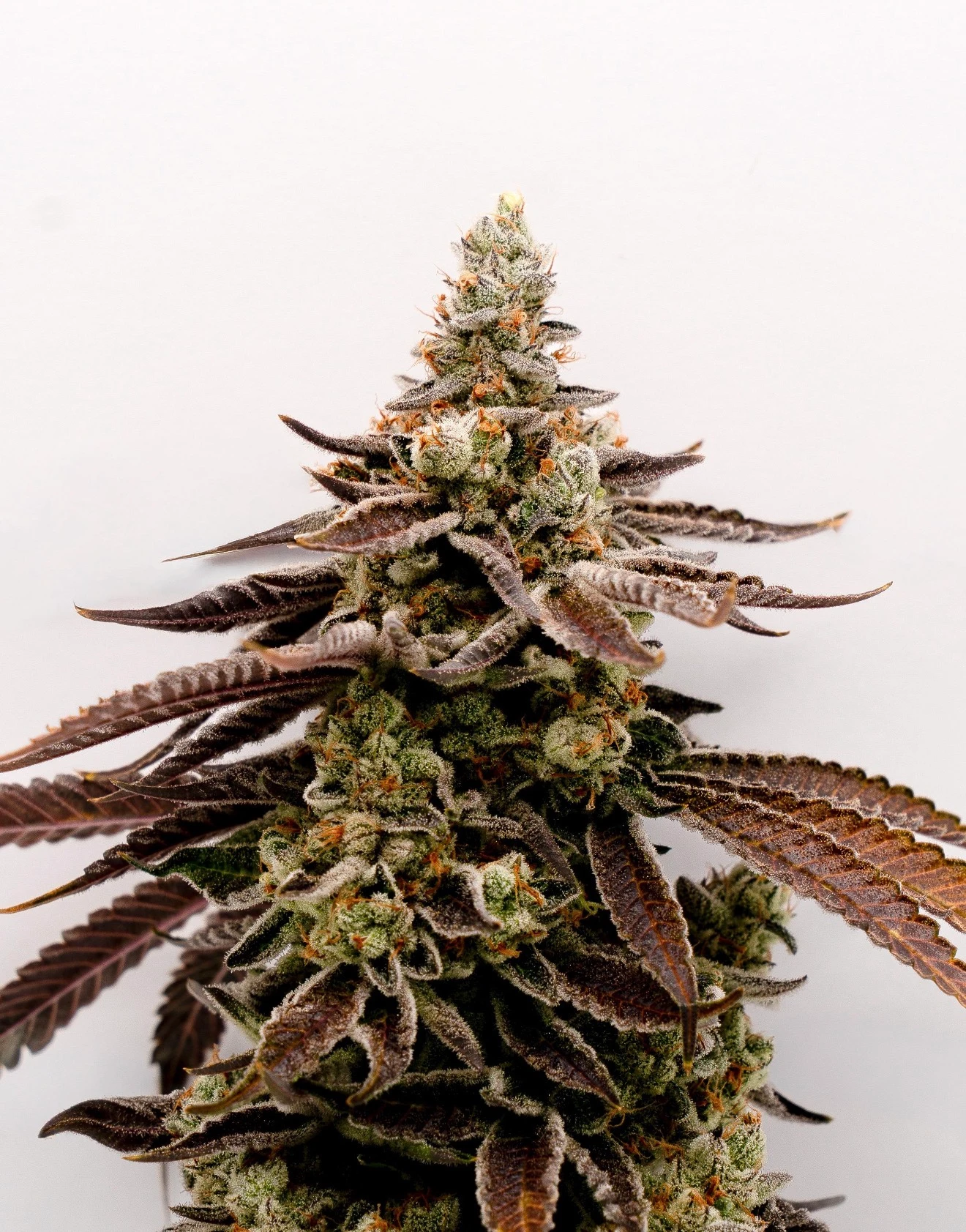 Kush Mints