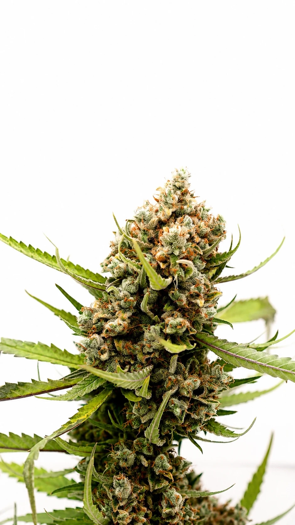 Super Lemon Haze