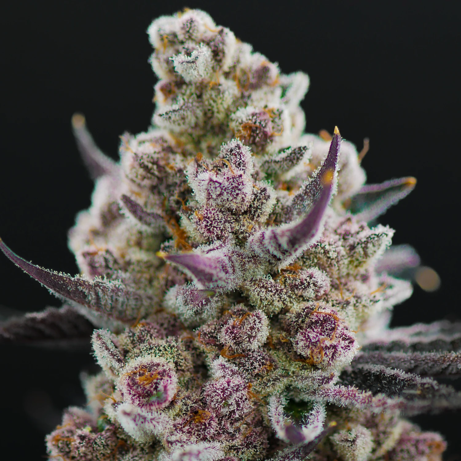 Super Buff Cherry #26