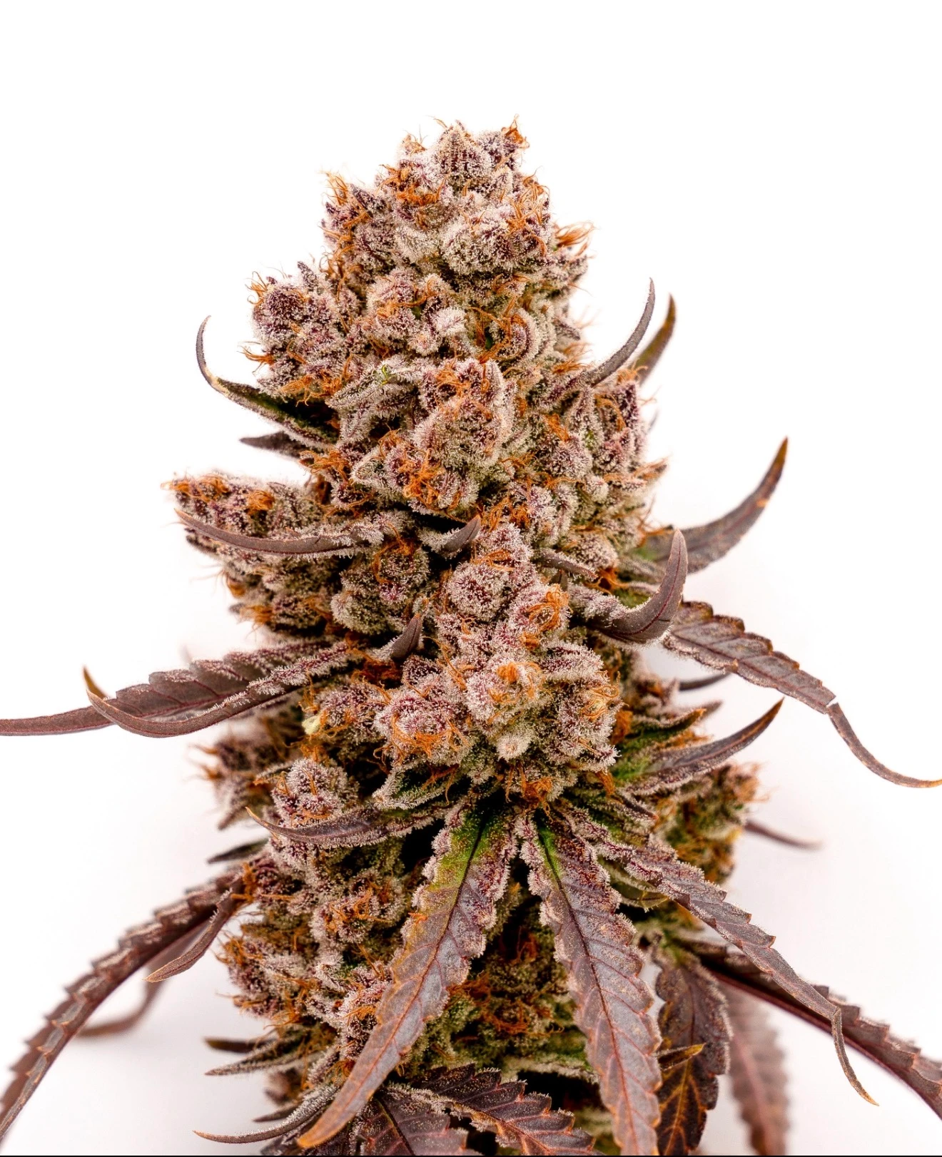 Blueberry Muffin