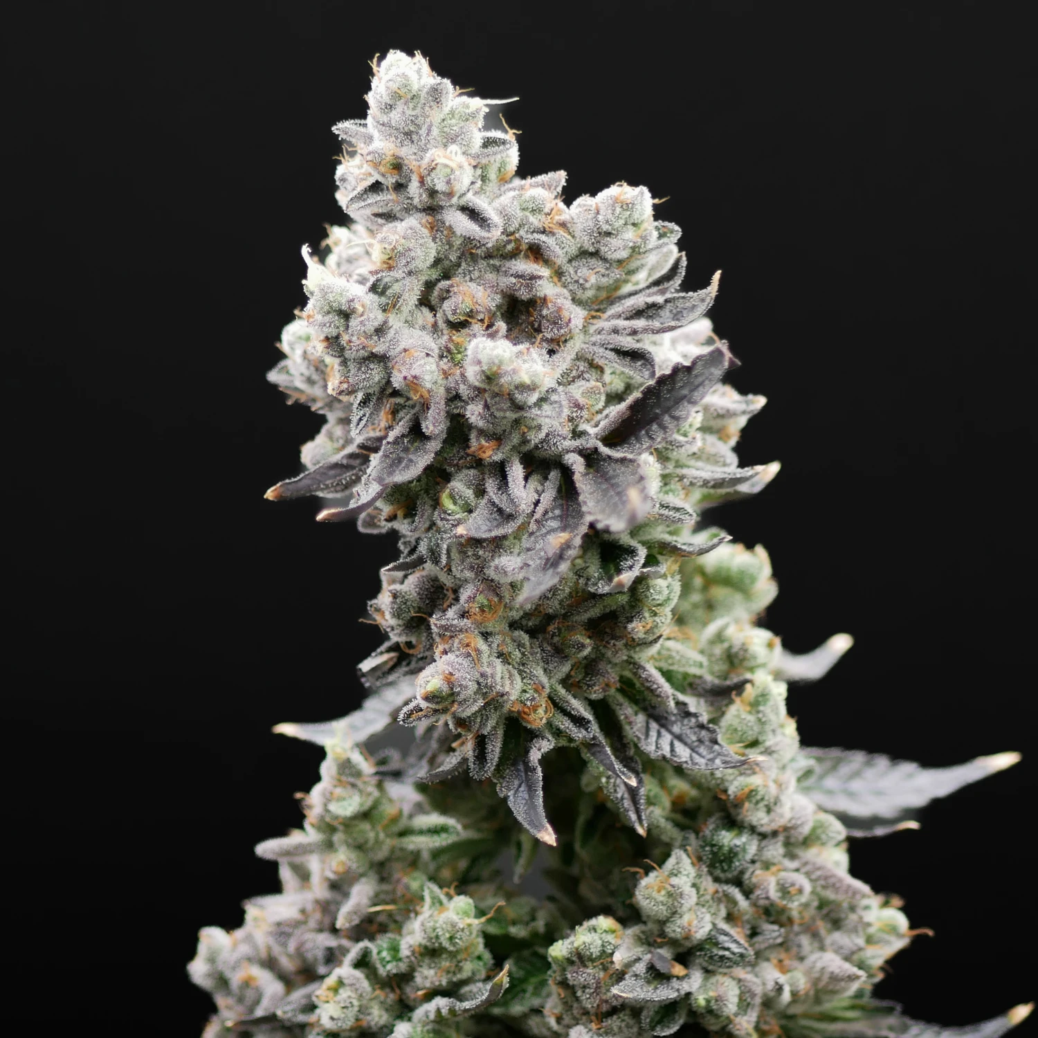 Apple Fritter