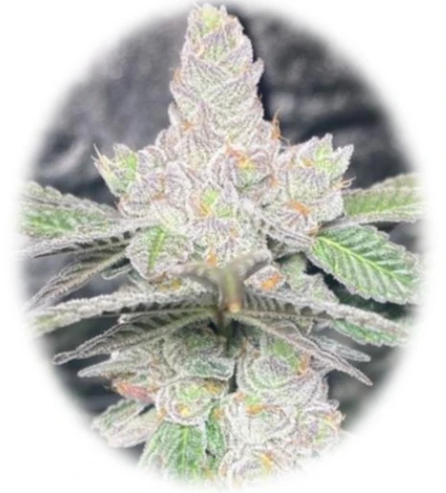 Apples & Bananas (In-Vitro)