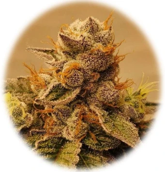 GMO bzw. Garlic Cookies (In-Vitro)