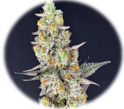 White Truffle (In-Vitro)