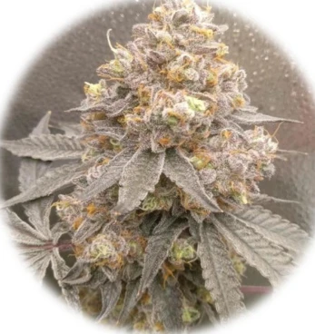 Apple Fritter "Lumpy’s Cut" (In-Vitro)