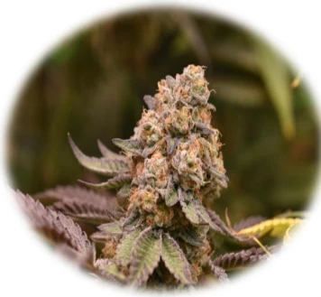 Black Maple #22 (In-Vitro)