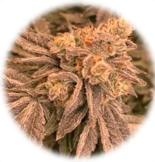 Apple Tartz (In-Vitro)