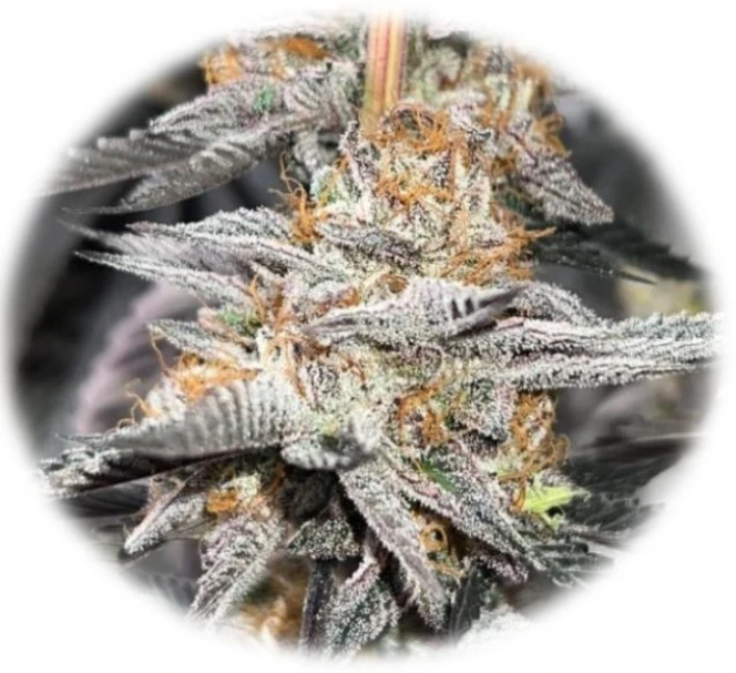 High Fructose Corn Sirup (In-Vitro)