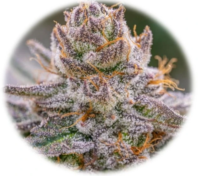 Grape Gas S1 (In-Vitro)