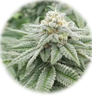 Something Good (In-Vitro)