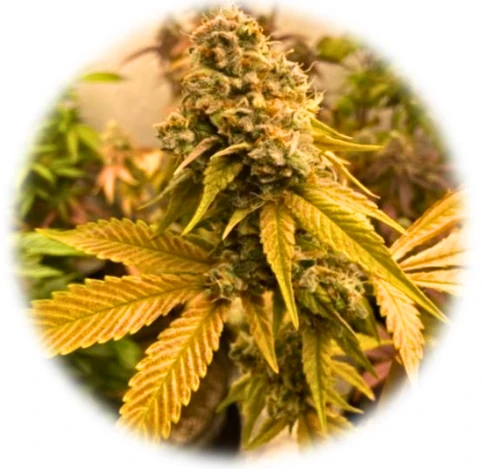 San Fernando Valley OG "SoCal Cut" (In-Vitro)