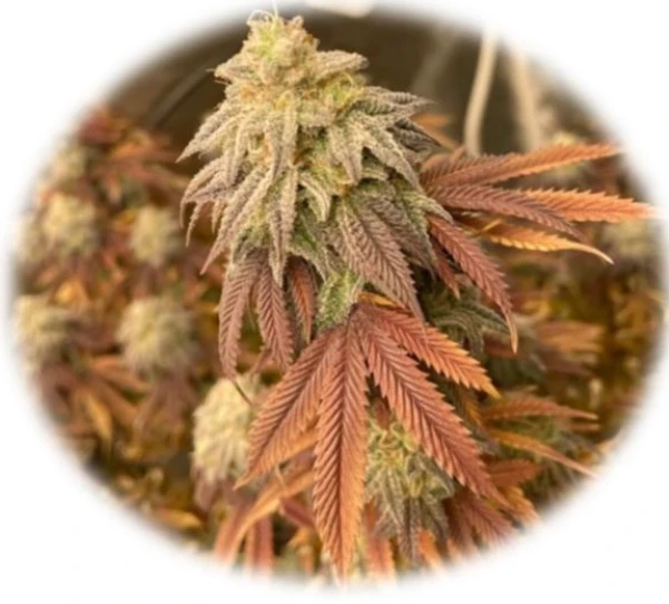 First Class Funk (In-Vitro)