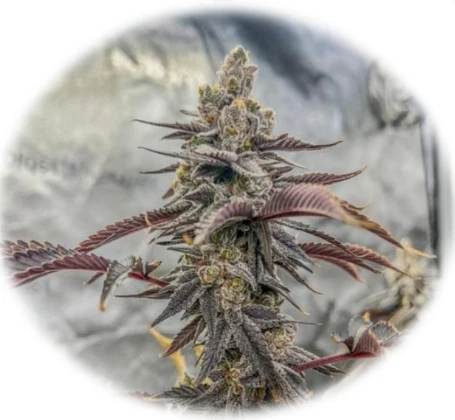 Pure Michigan (In-Vitro)