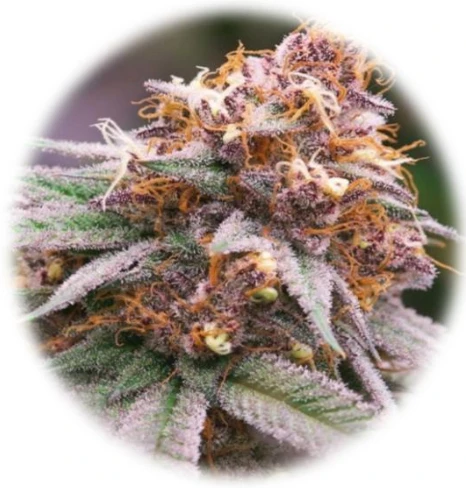 Super Boof / Blockberry (In-Vitro)