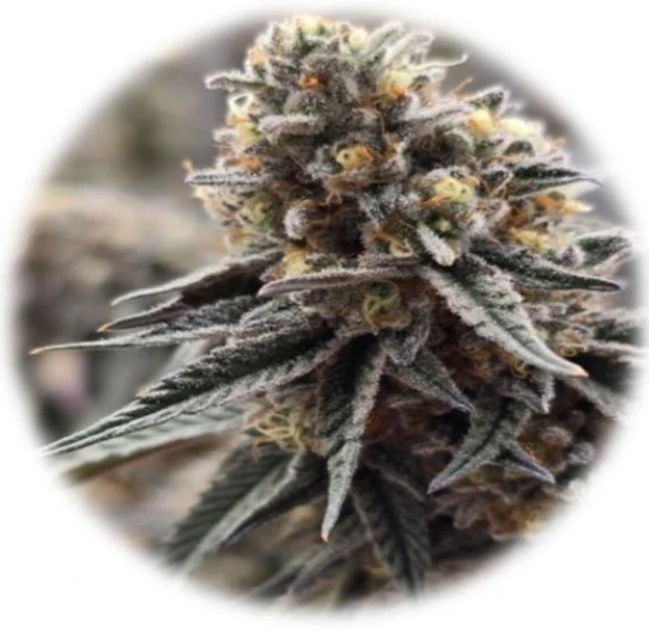 Grape Pie (In-Vitro)