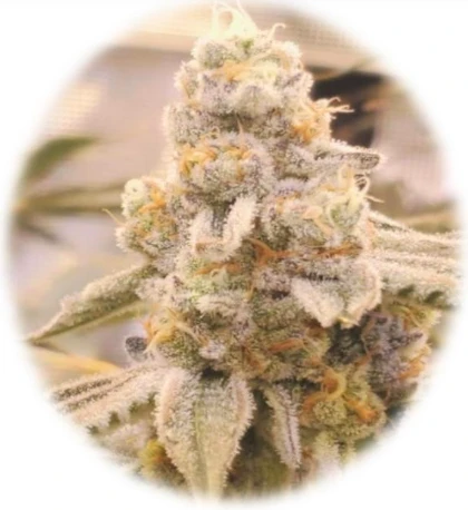 Glitter Bomb (In-Vitro)