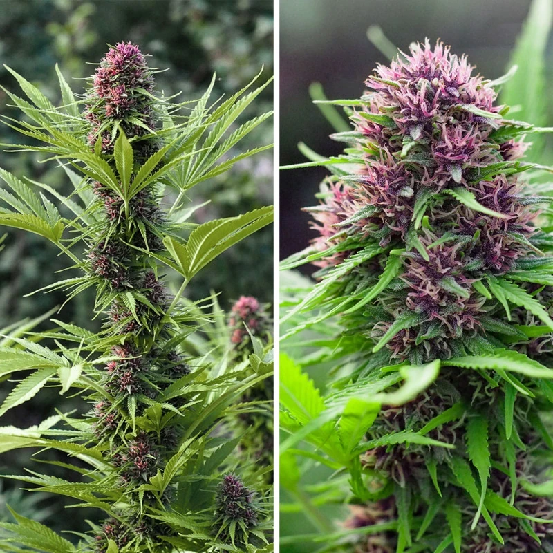 Frisian Dew