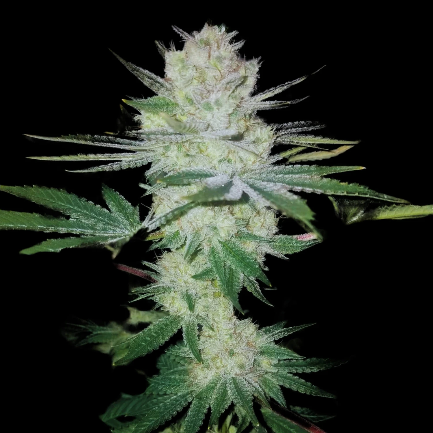 Gorilla Glue #4