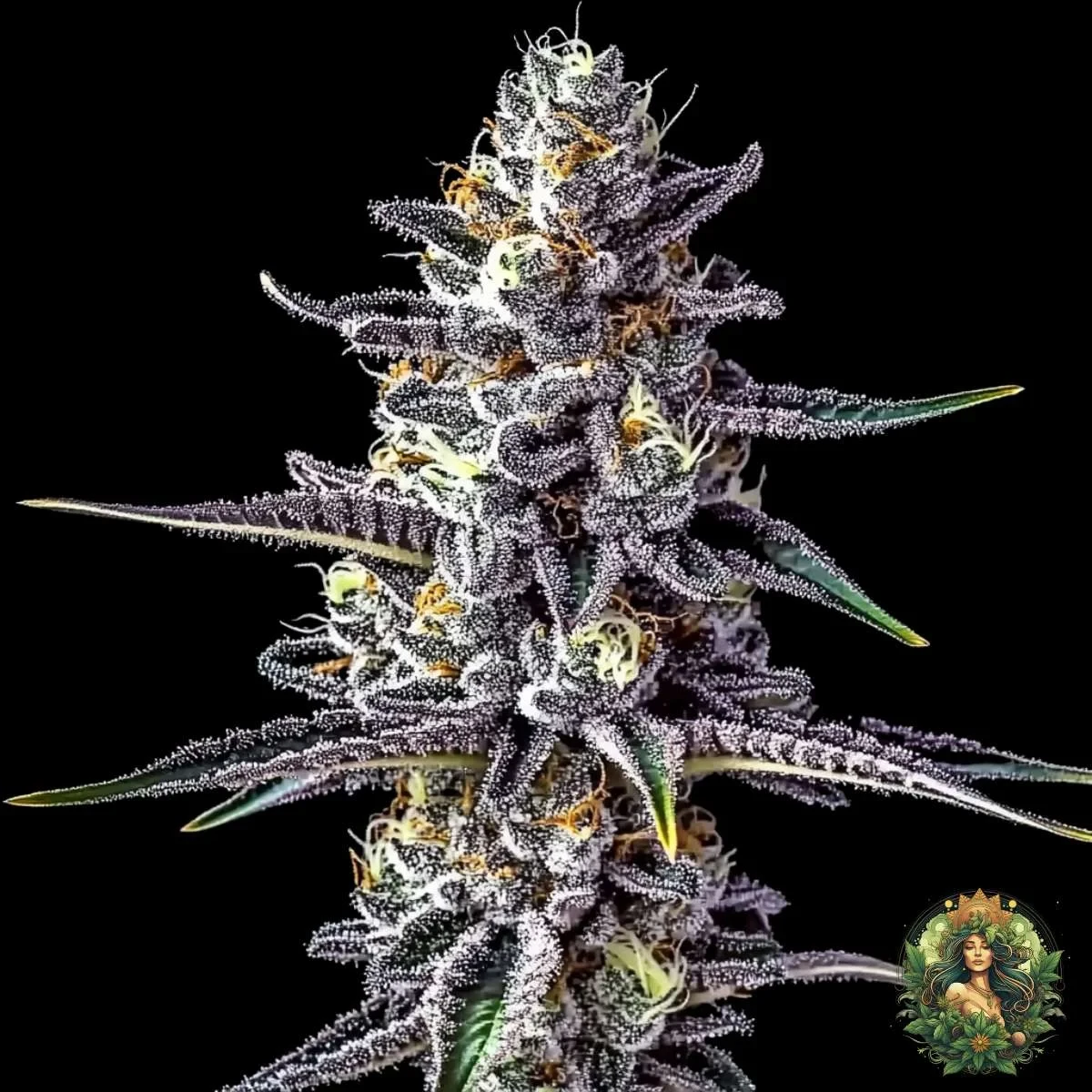 Gelato 45