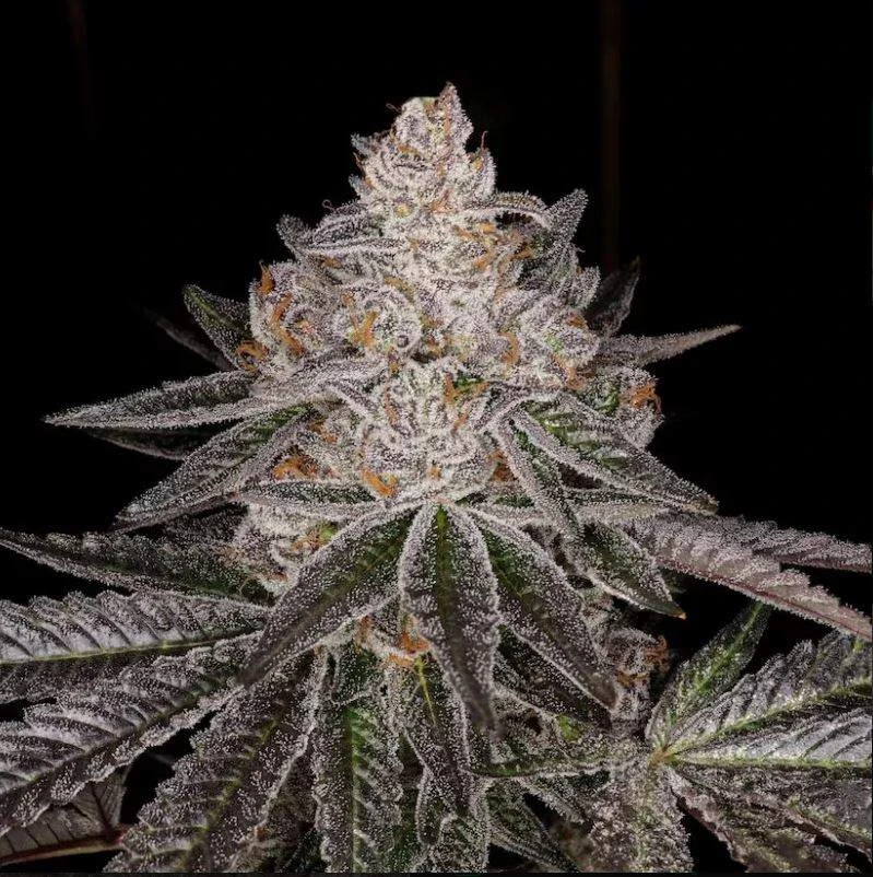 Apple Fritter