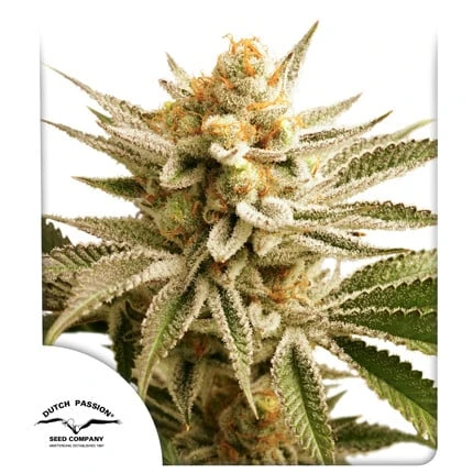 Lemon Zkittle