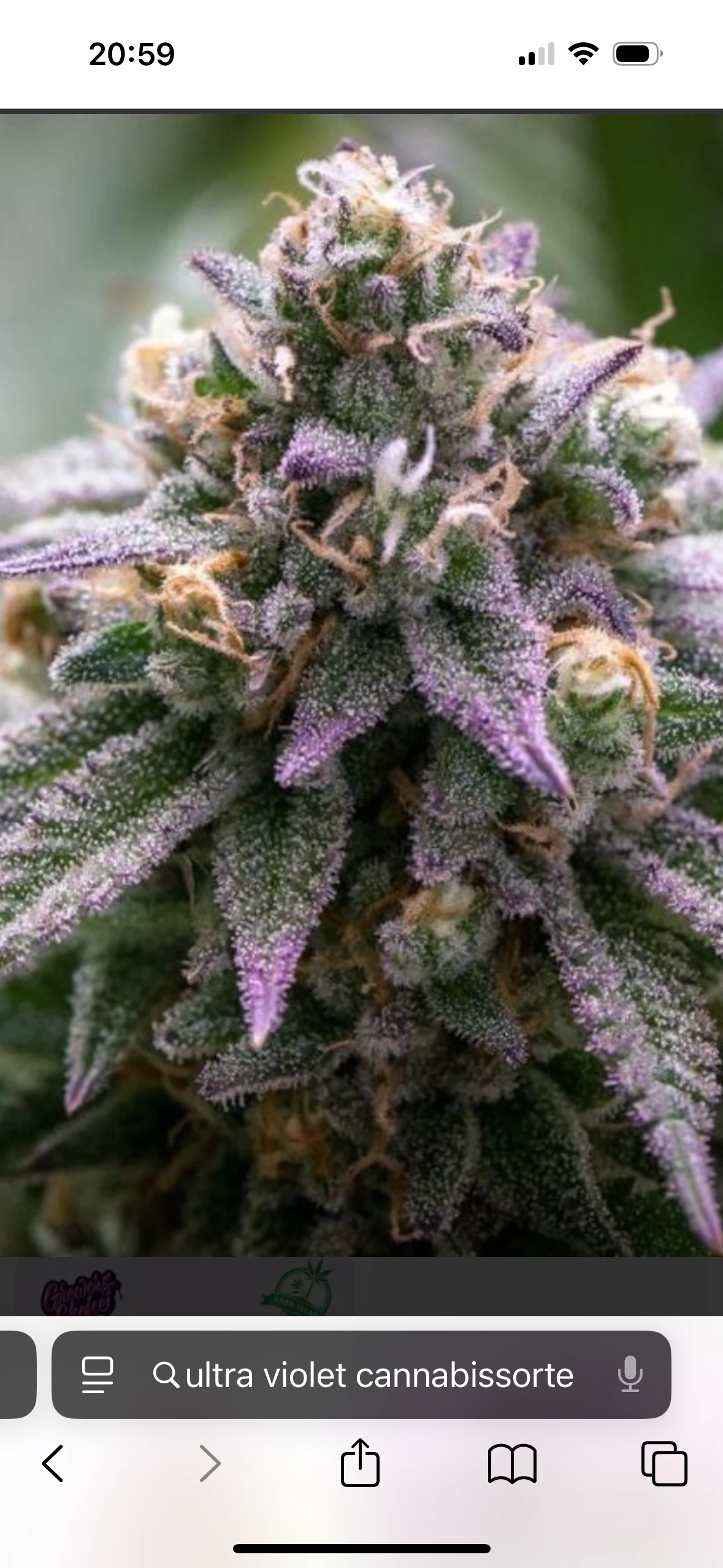 Ultra Violet